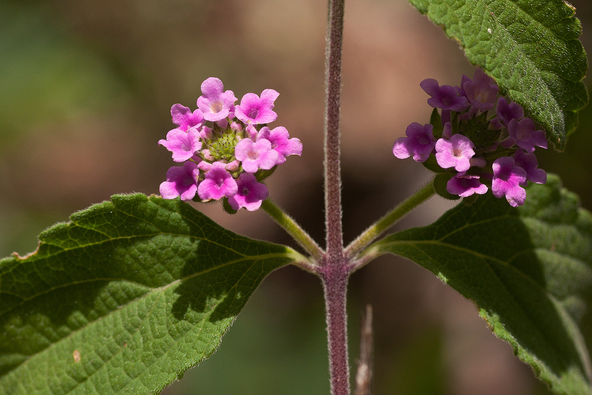 Lantana angolensis