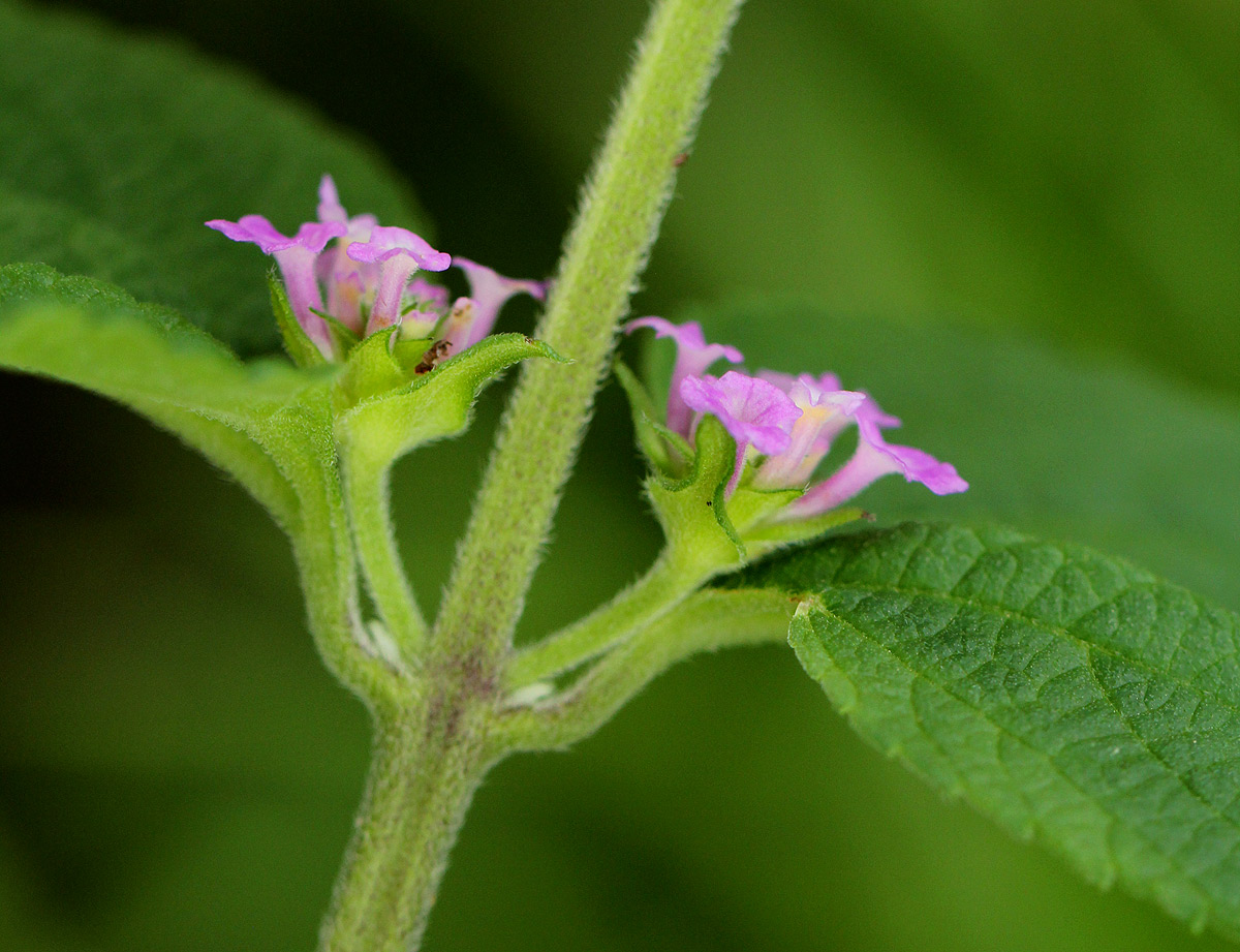 Lantana angolensis