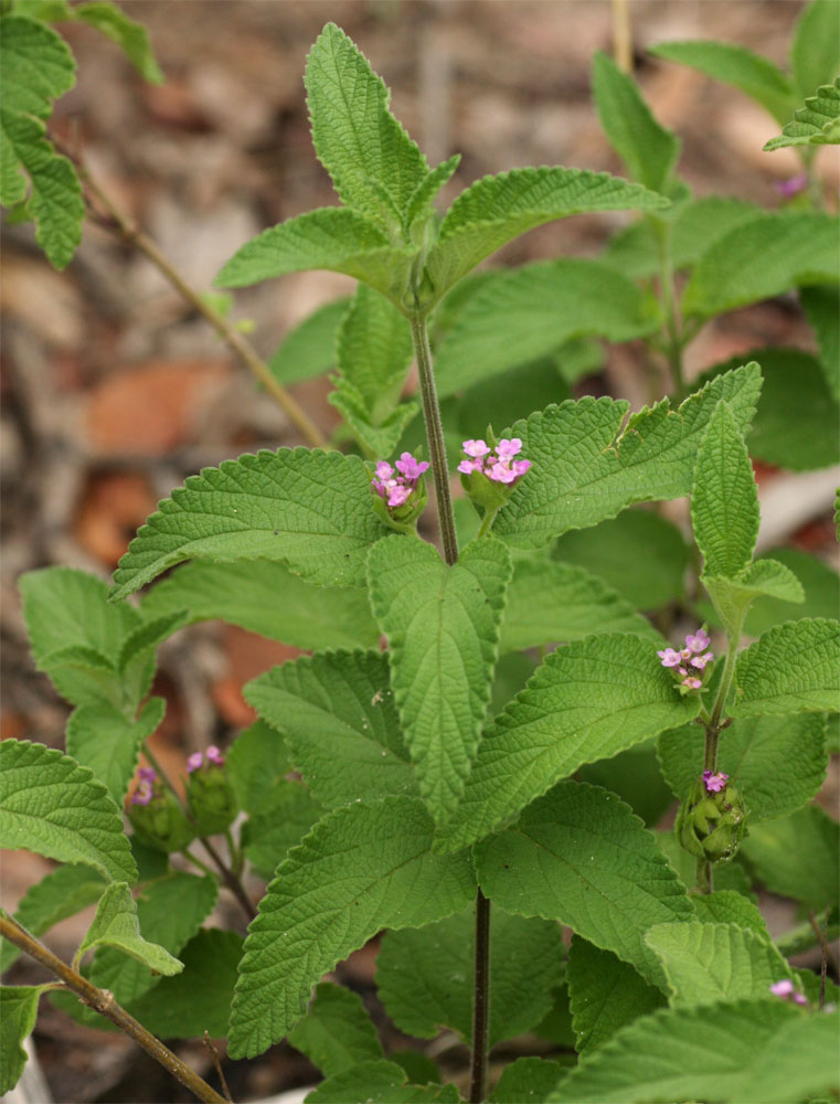Lantana angolensis