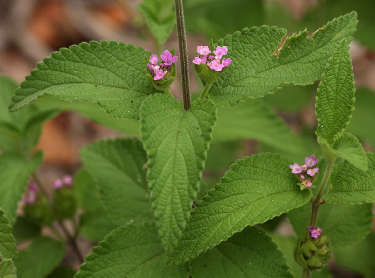 Lantana angolensis