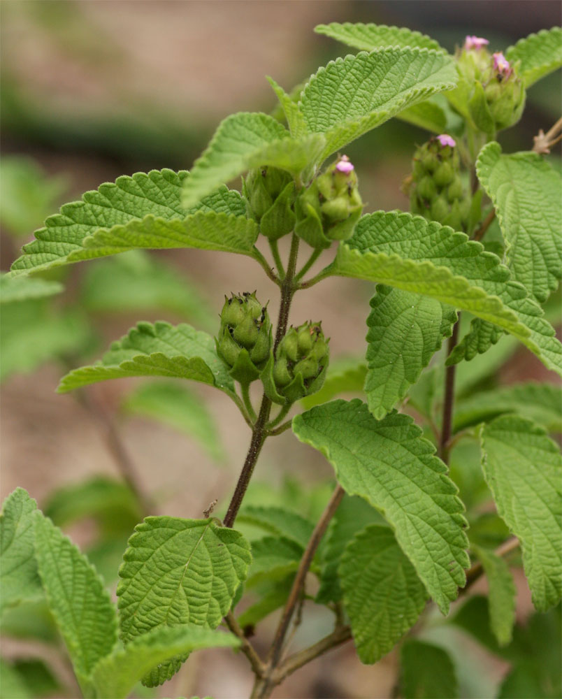 Lantana angolensis