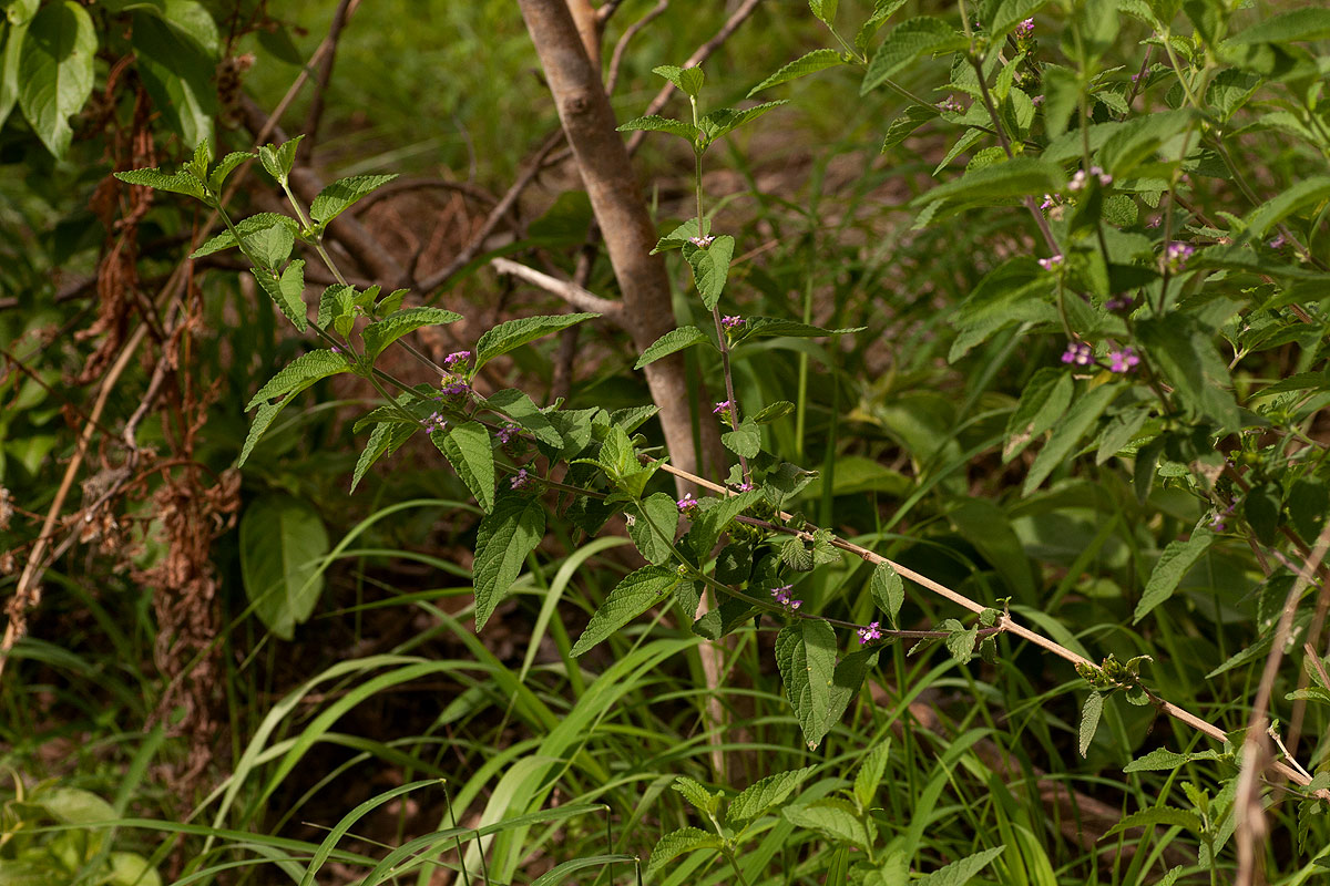 Lantana angolensis
