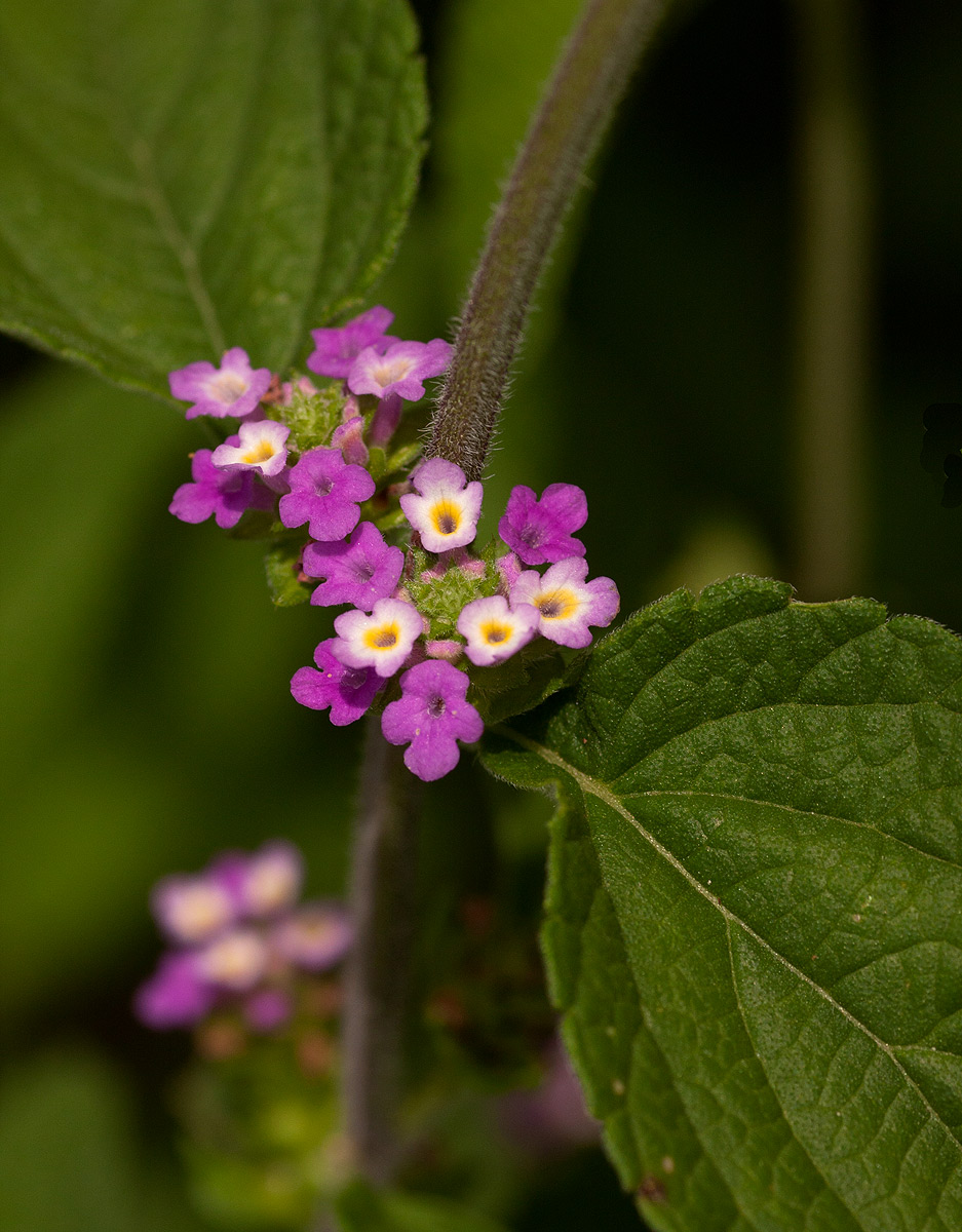 Lantana angolensis