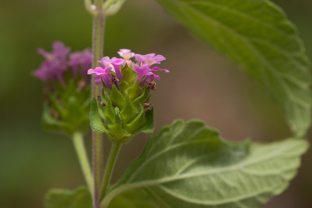 Lantana angolensis