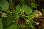 Lantana camara