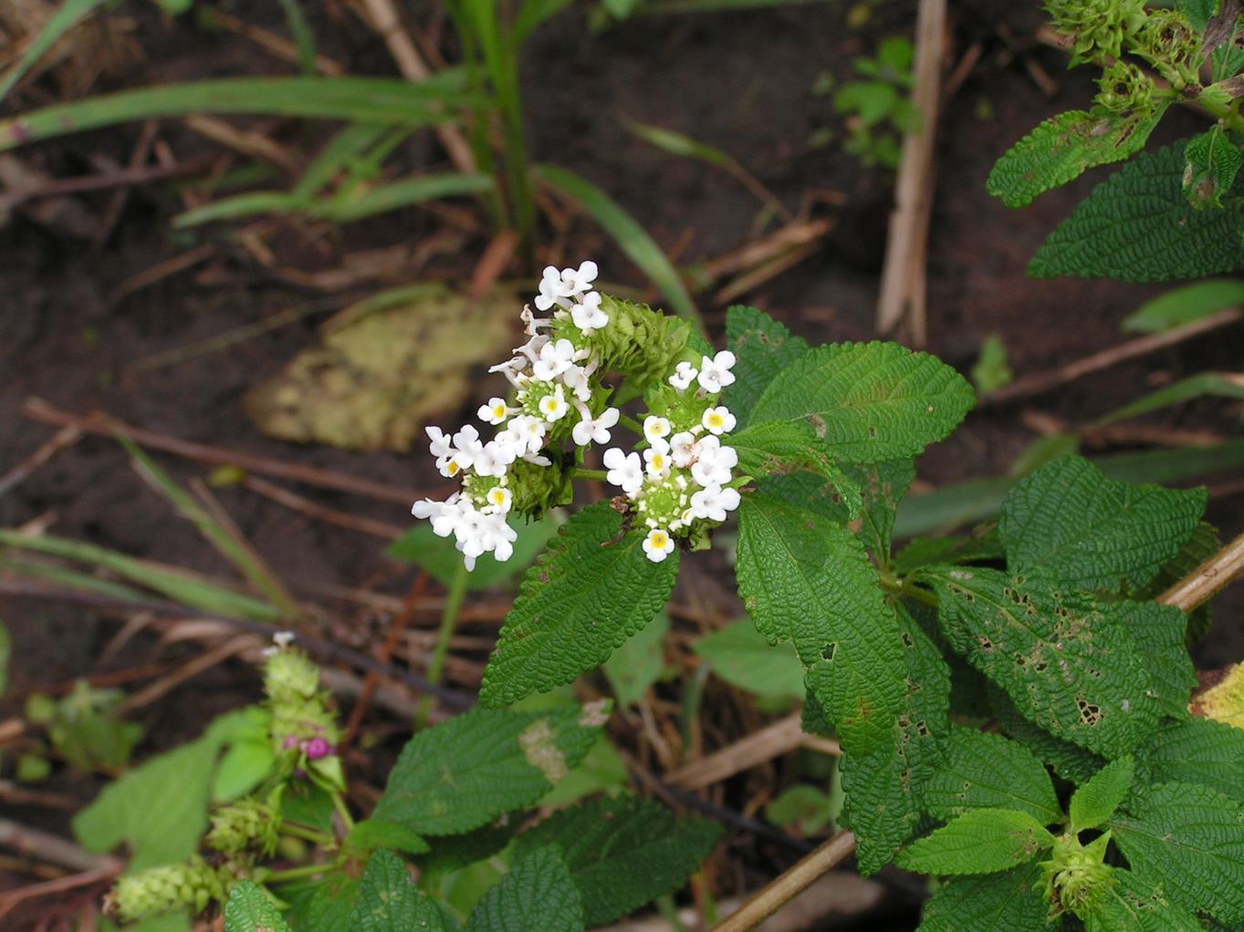 Lantana rugosa Lantana rugosa