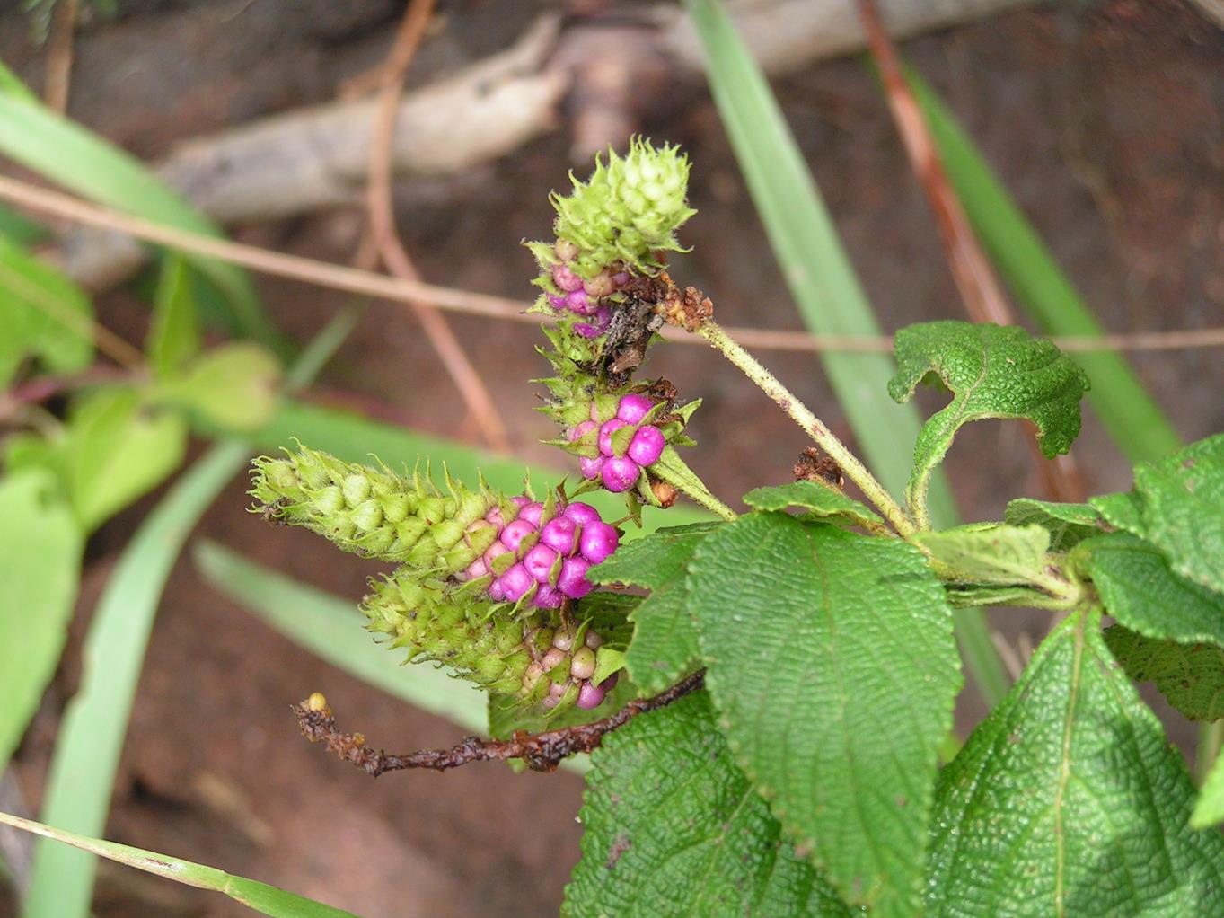 Lantana rugosa