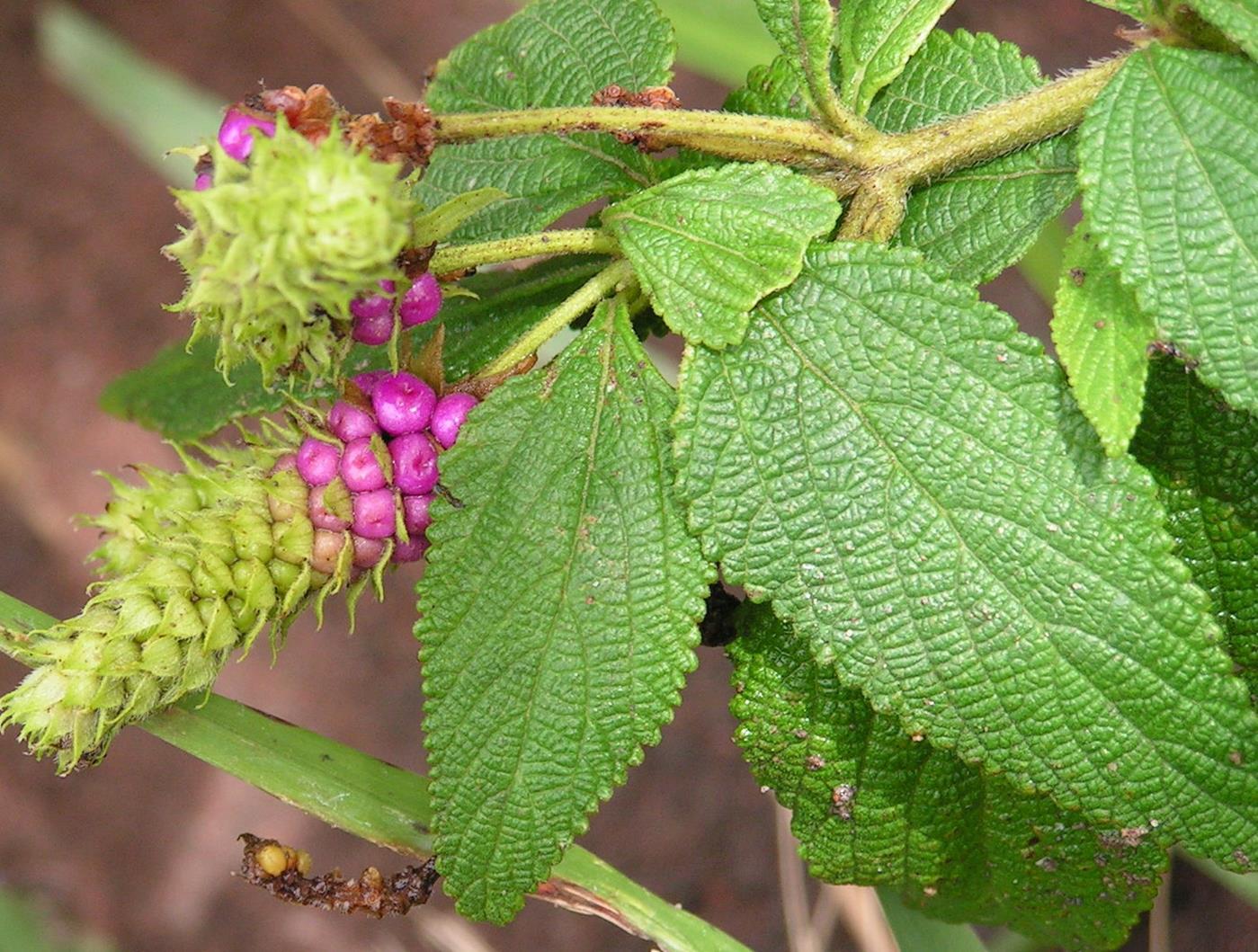 Lantana rugosa