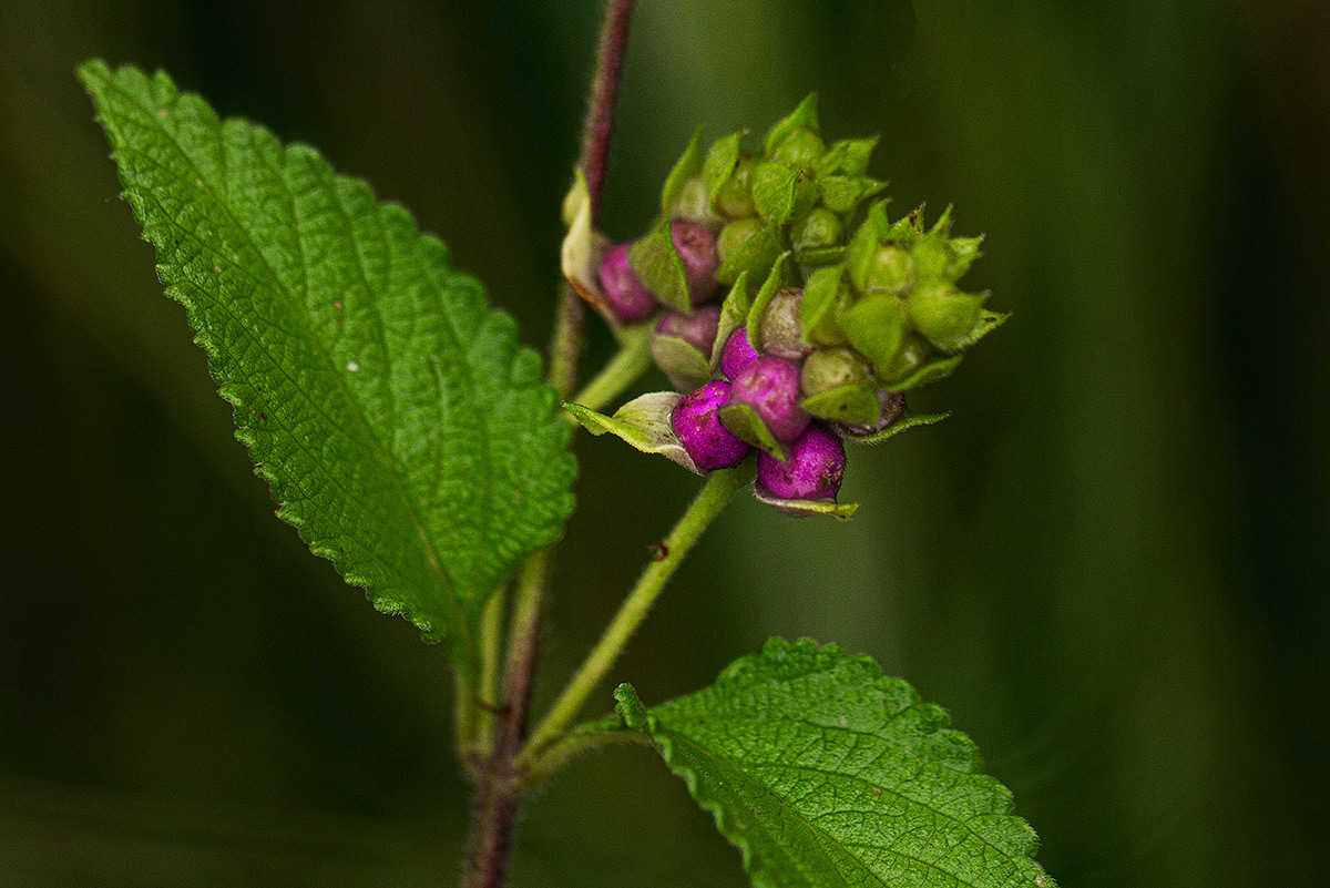 Lantana rugosa Lantana rugosa
