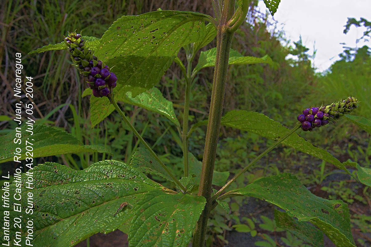 Lantana trifolia