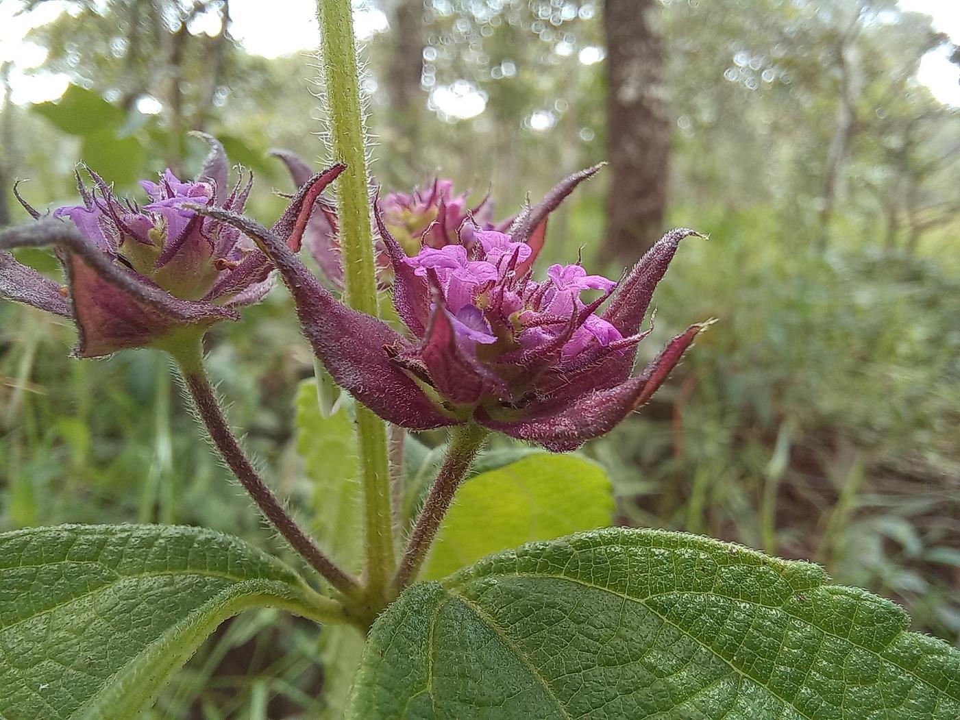 Lantana ukambensis