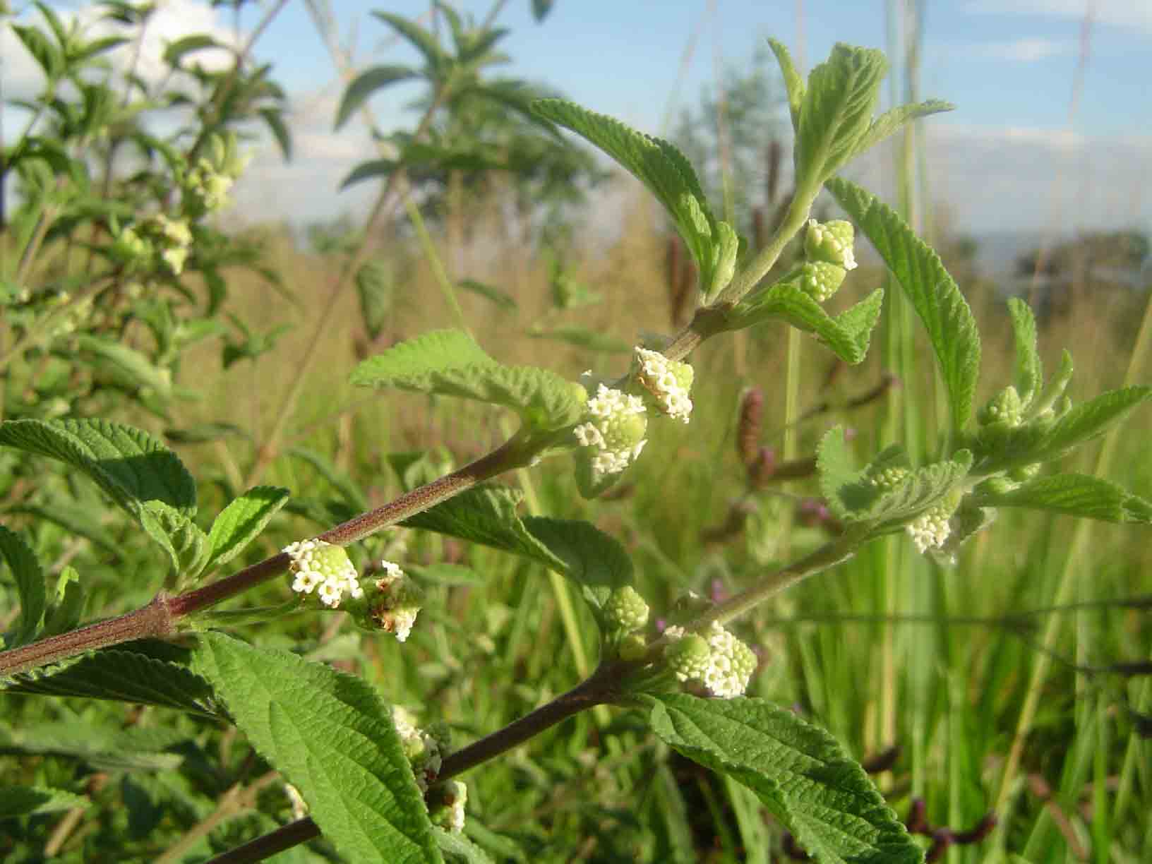 Lippia javanica