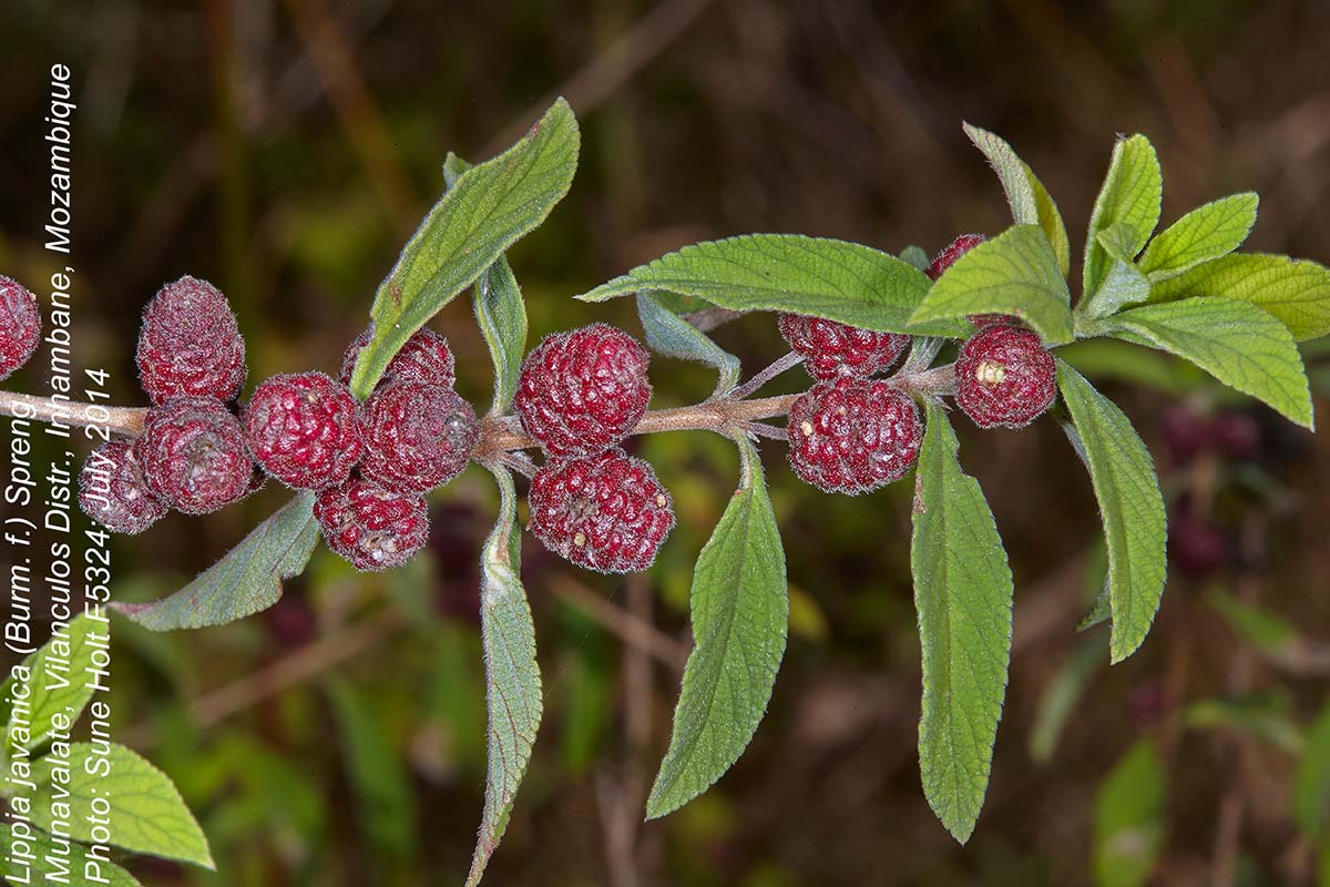 Lippia javanica