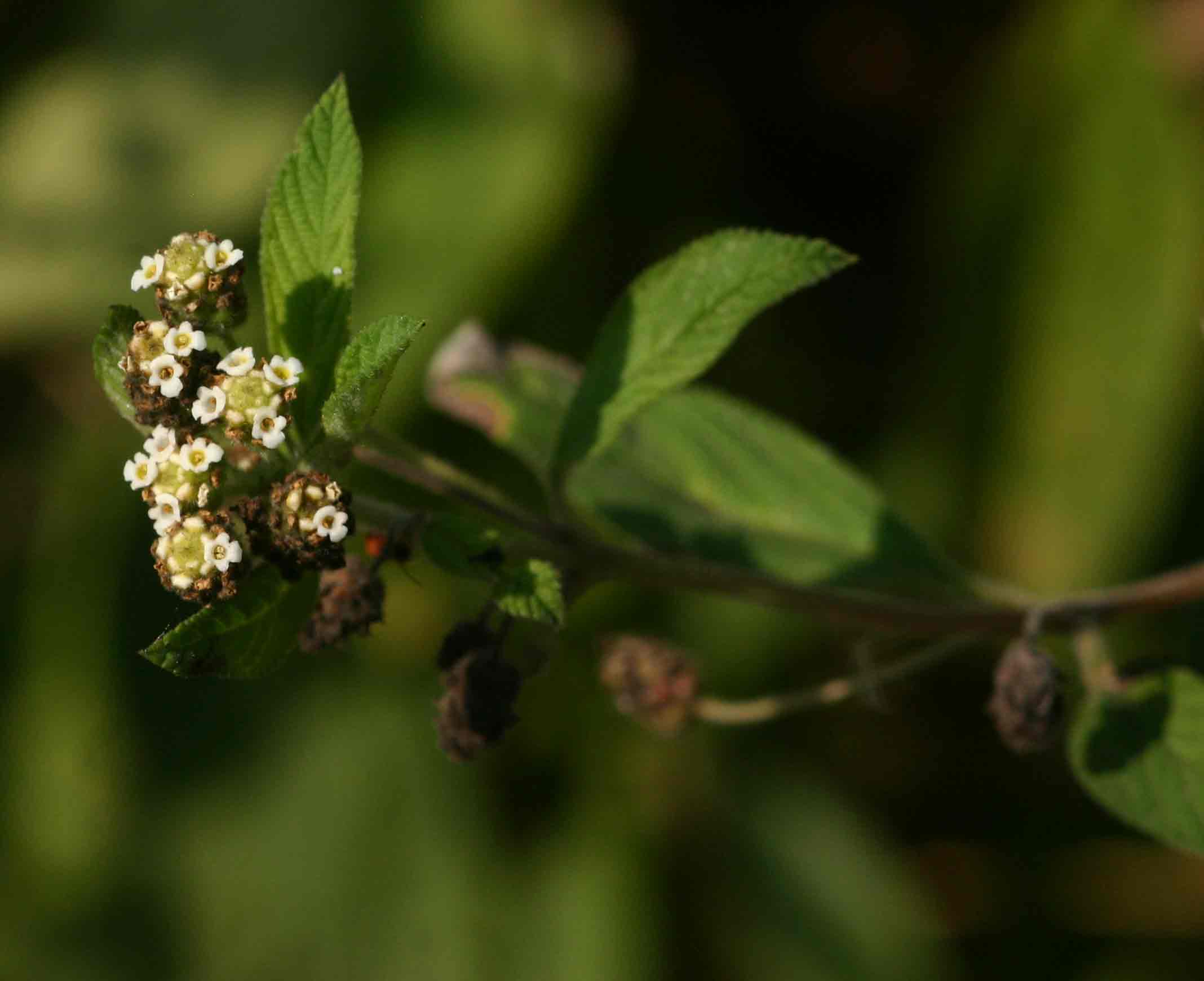 Lippia javanica