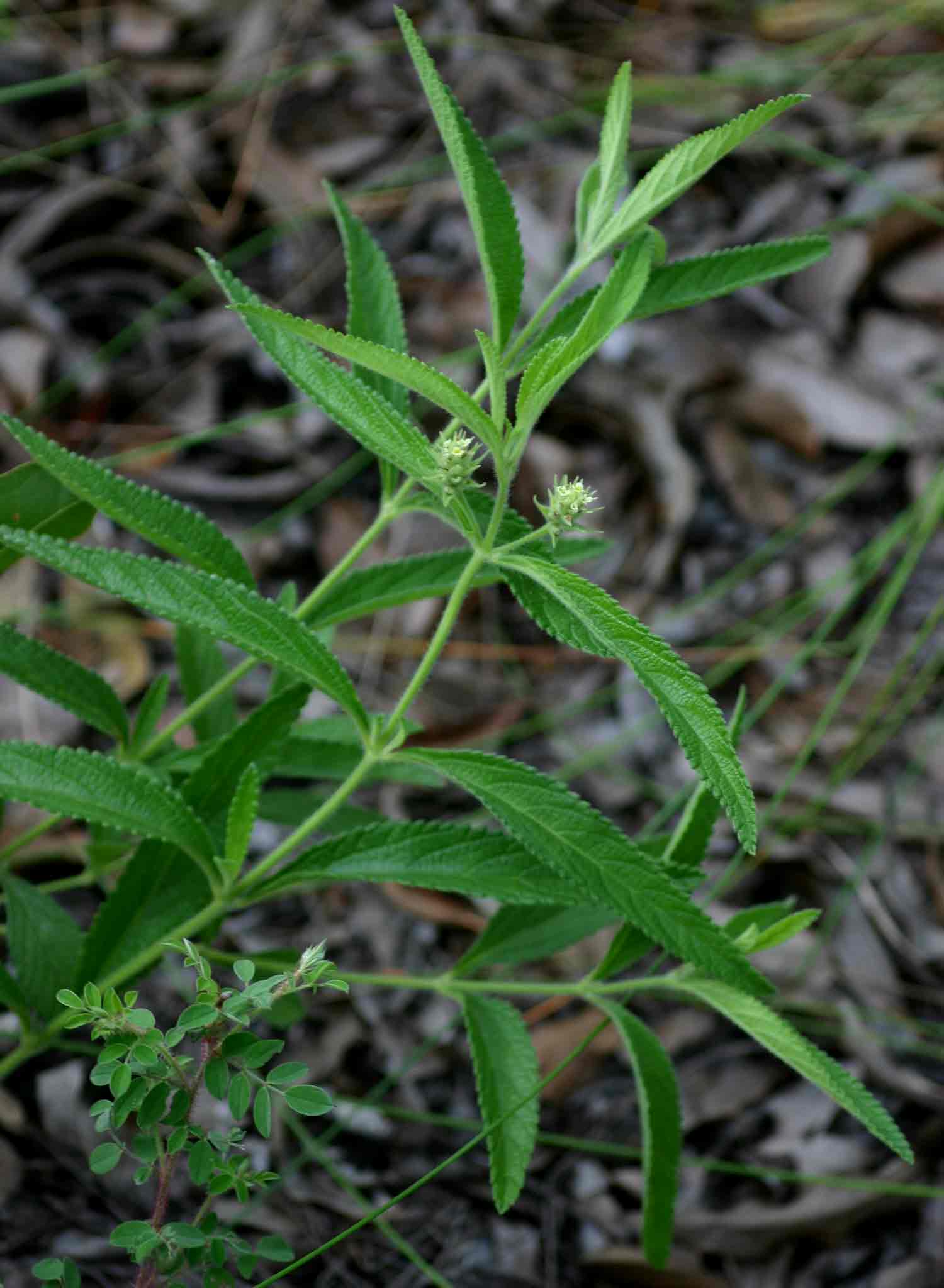 Lippia woodii