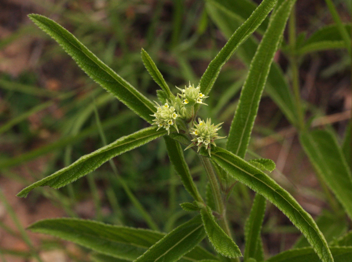 Lippia woodii