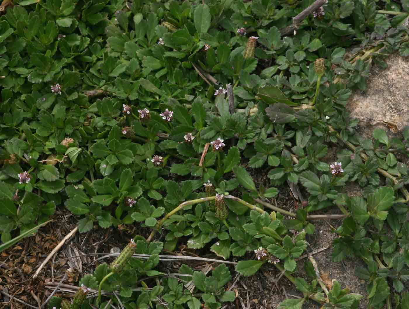 Phyla nodiflora var. nodiflora