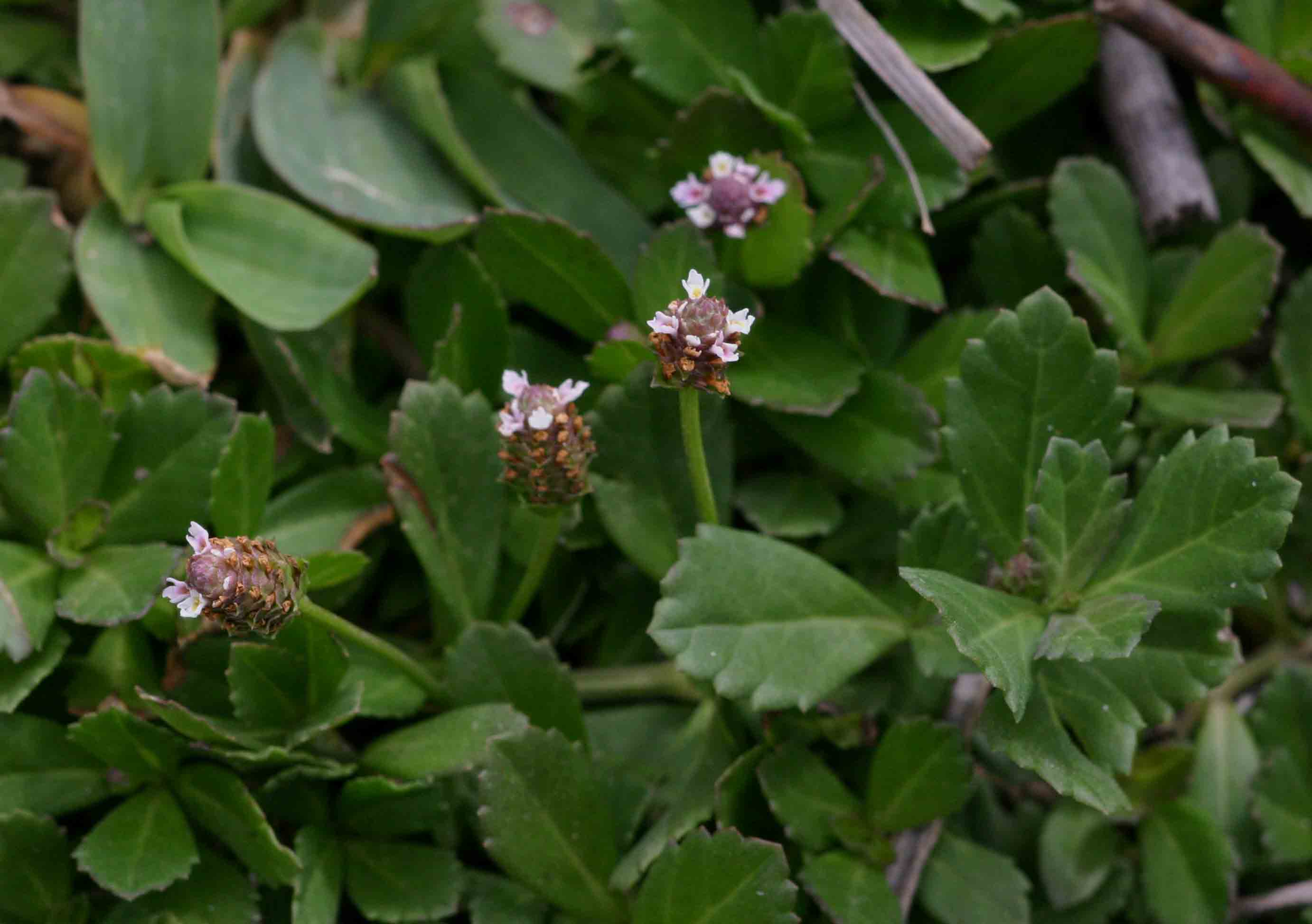 Phyla nodiflora var. nodiflora