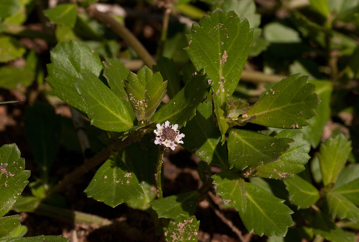 Phyla nodiflora var. nodiflora Phyla nodiflora var. nodiflora