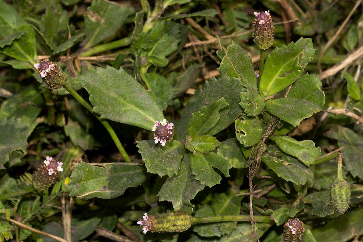Phyla nodiflora var. nodiflora Phyla nodiflora var. nodiflora