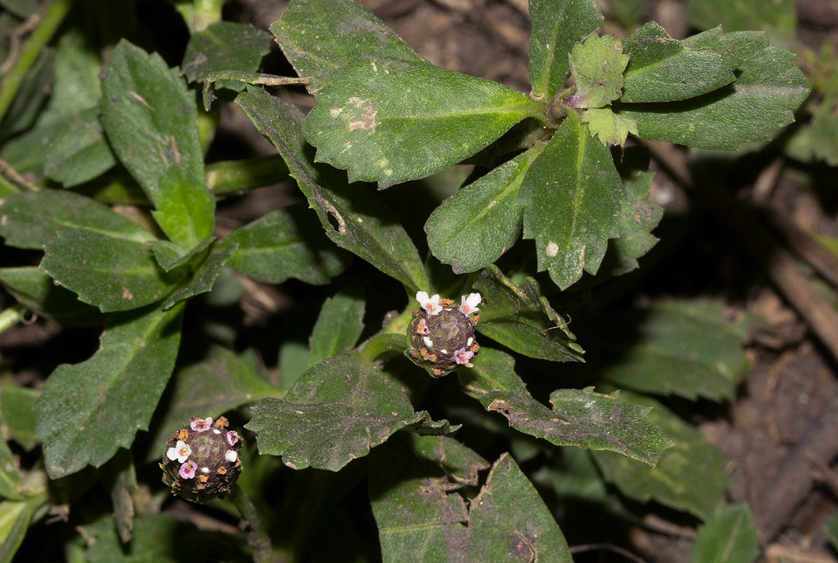 Phyla nodiflora var. nodiflora