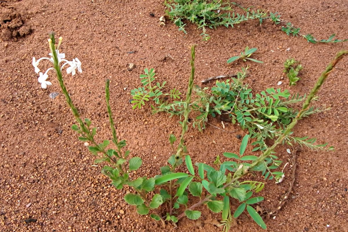 Chascanum hederaceum var. hederaceum Chascanum hederaceum var. hederaceum