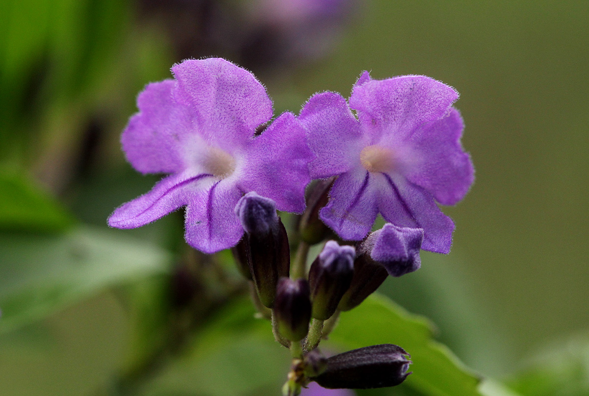 Duranta erecta Duranta erecta