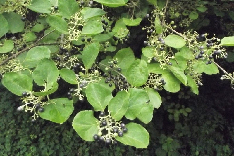 Premna senensis