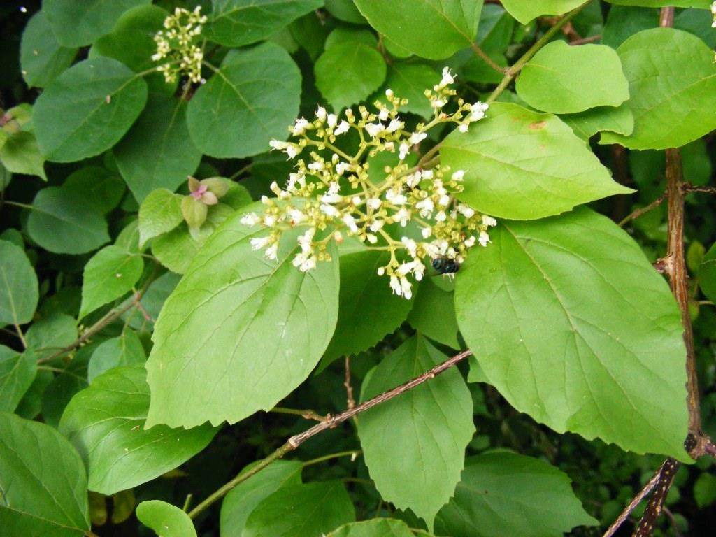 Premna senensis