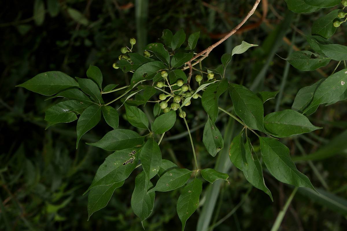 Vitex buchananii
