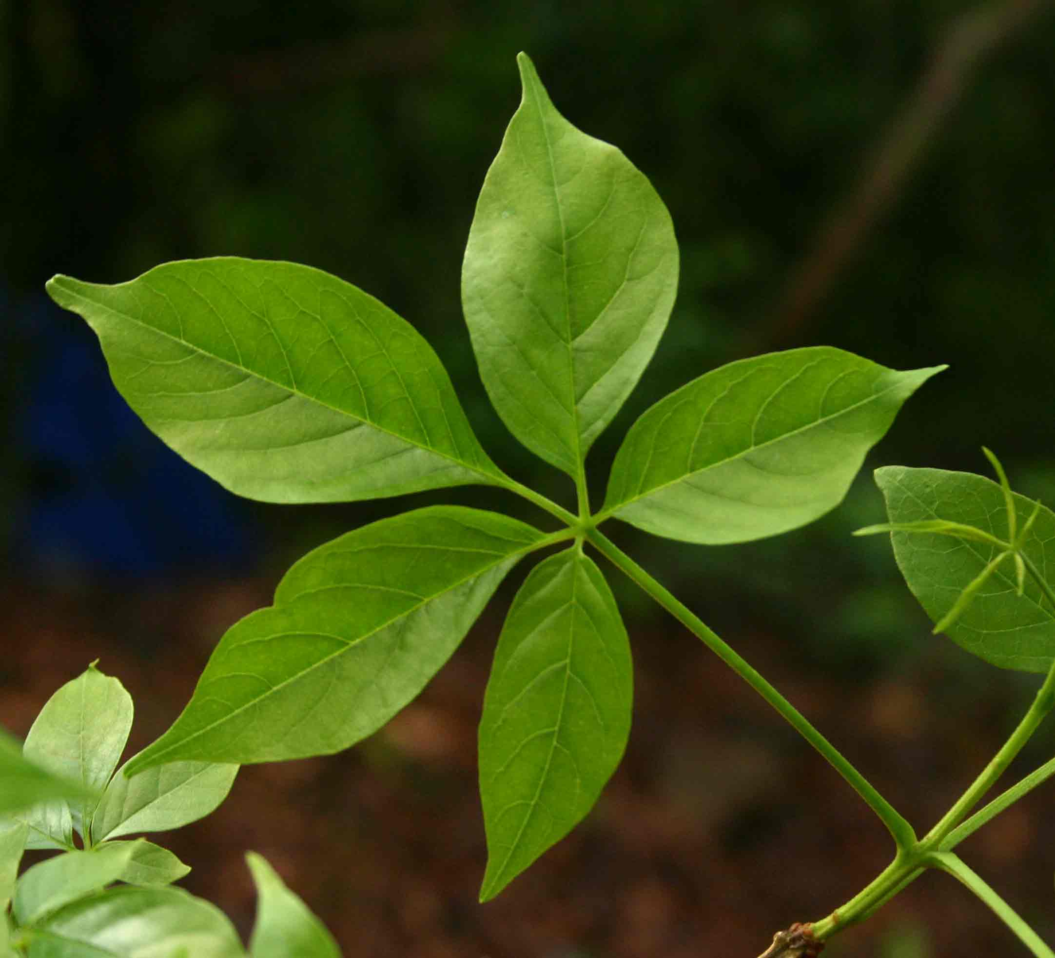 Vitex buchananii