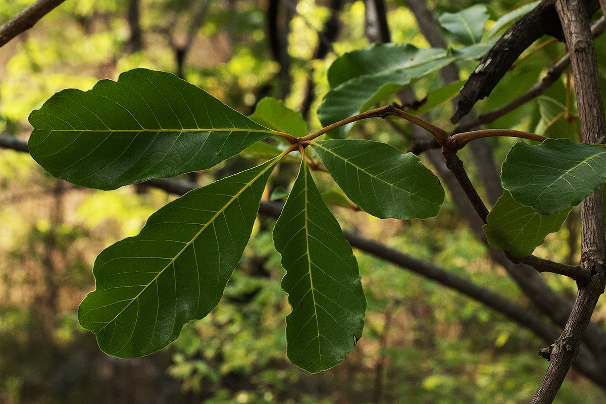 Vitex doniana