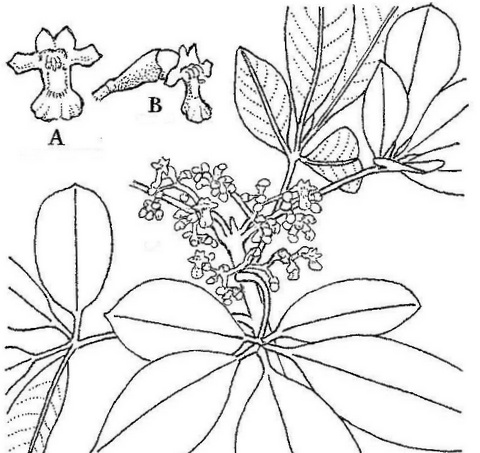 Vitex doniana Vitex doniana