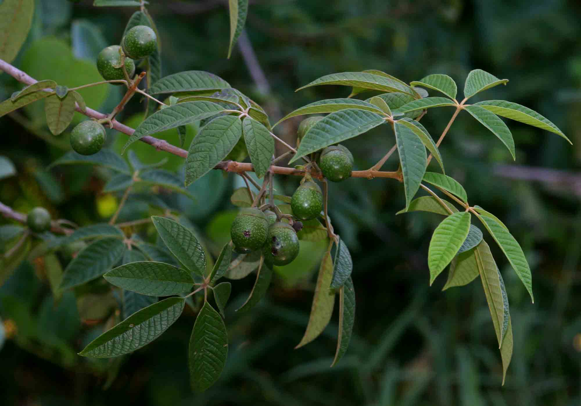 Vitex ferruginea