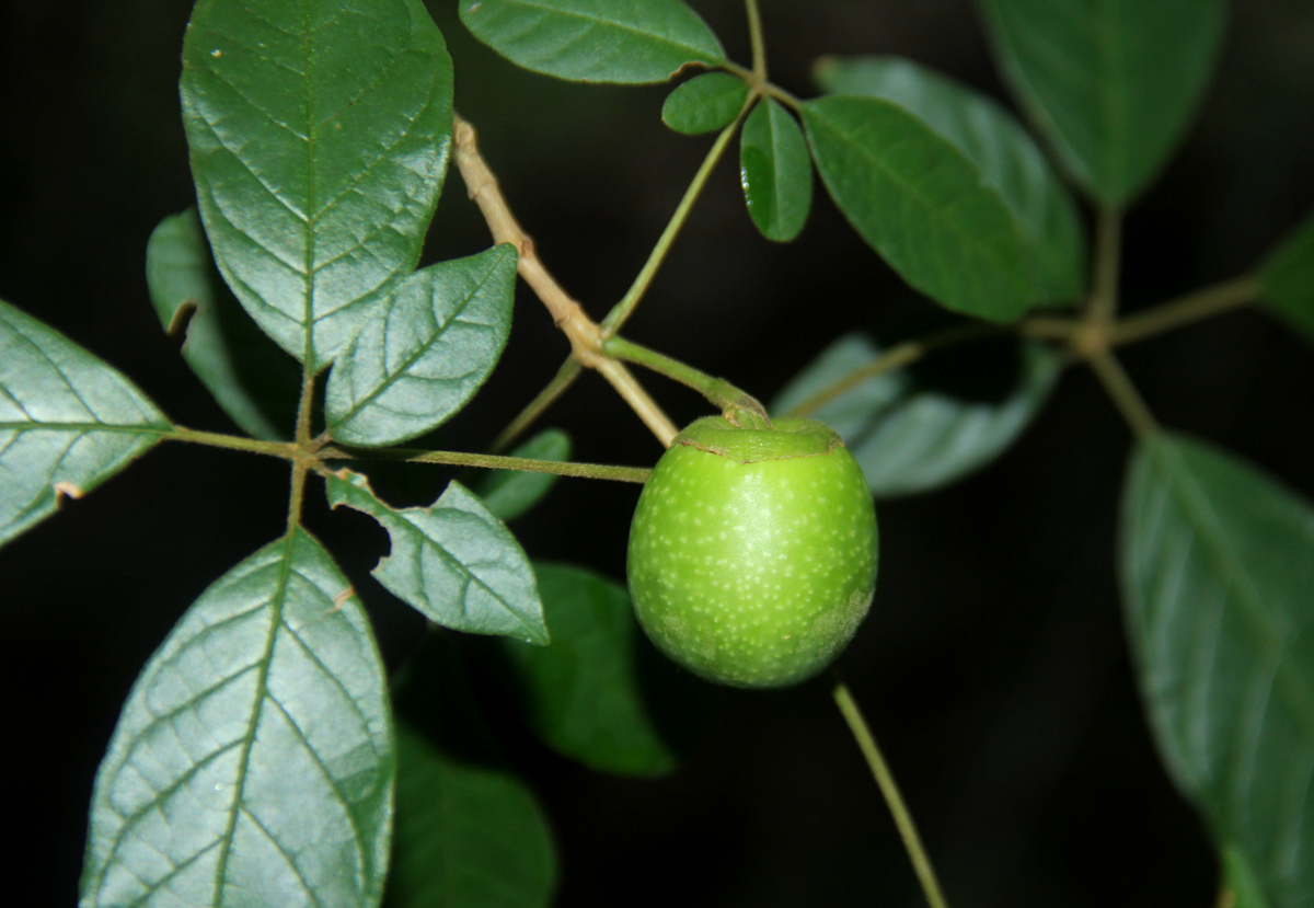 Vitex ferruginea Vitex ferruginea
