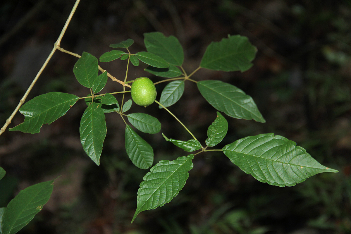 Vitex ferruginea