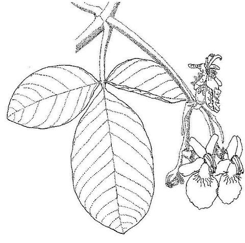 Vitex mombassae
