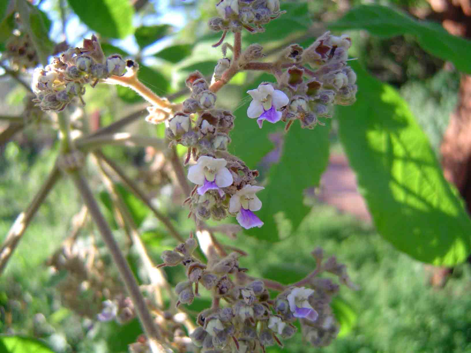 Vitex payos