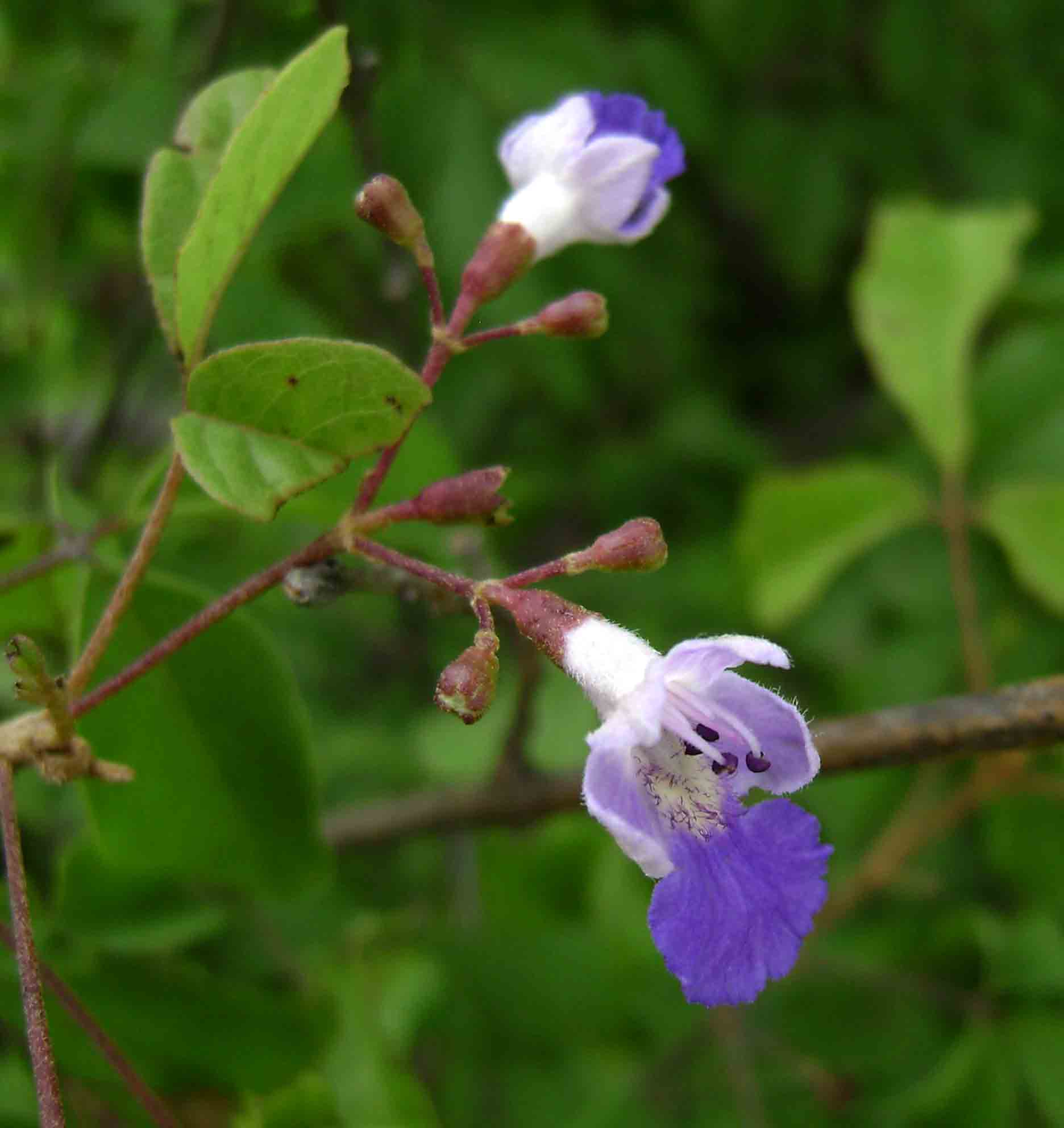 Vitex petersiana