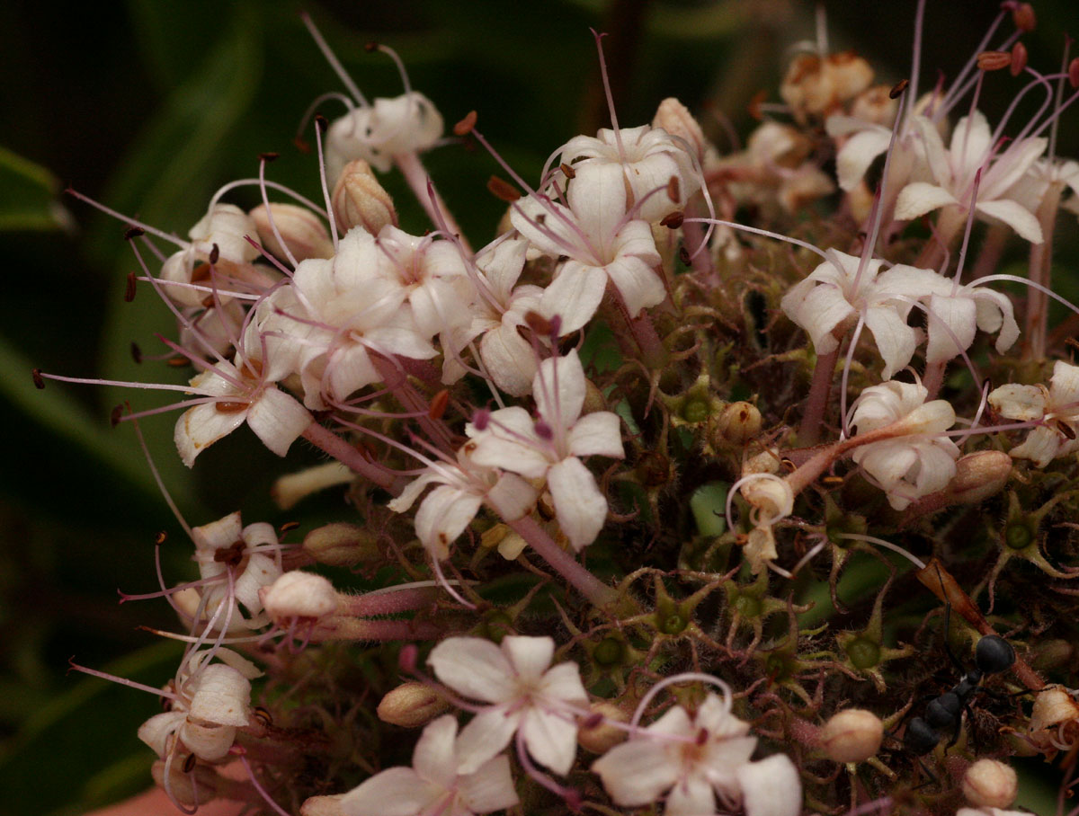 Volkameria eriophylla