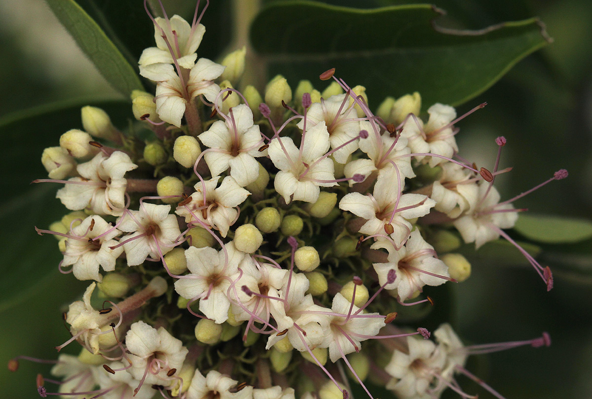 Volkameria eriophylla Volkameria eriophylla