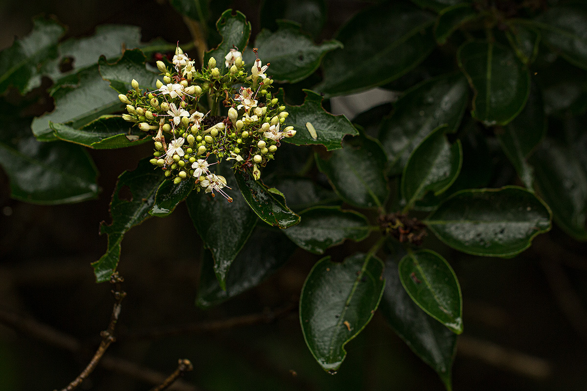Volkameria eriophylla Volkameria eriophylla