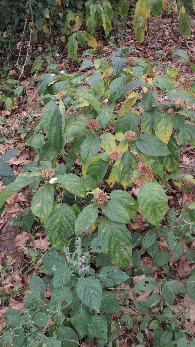 Clerodendrum frutectorum
