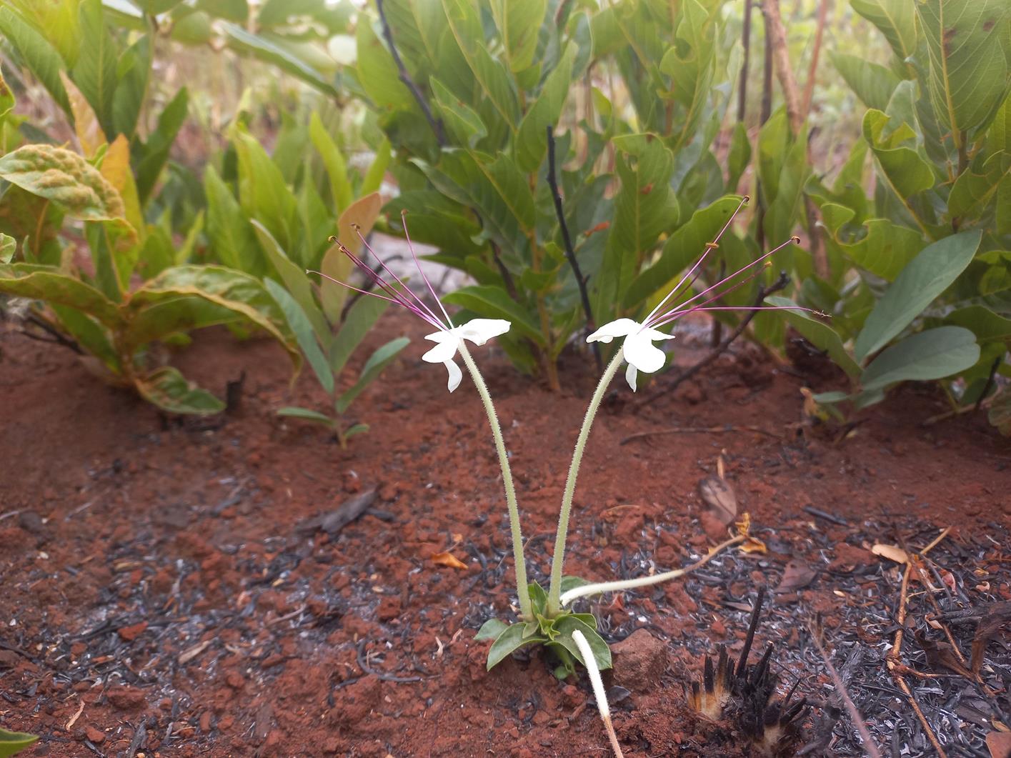 Clerodendrum pusillum