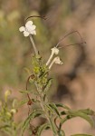 Clerodendrum ternatum