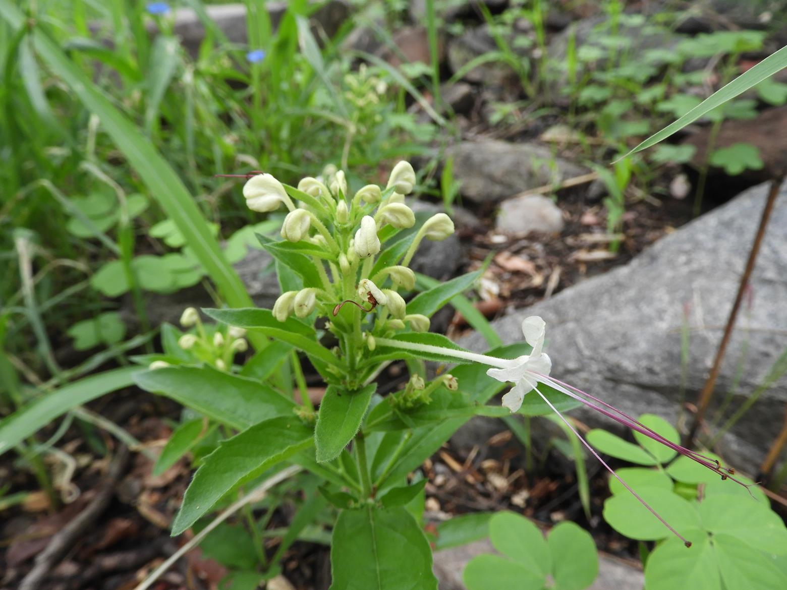Clerodendrum ternatum