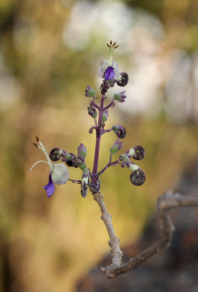 Rotheca wildii Rotheca wildii