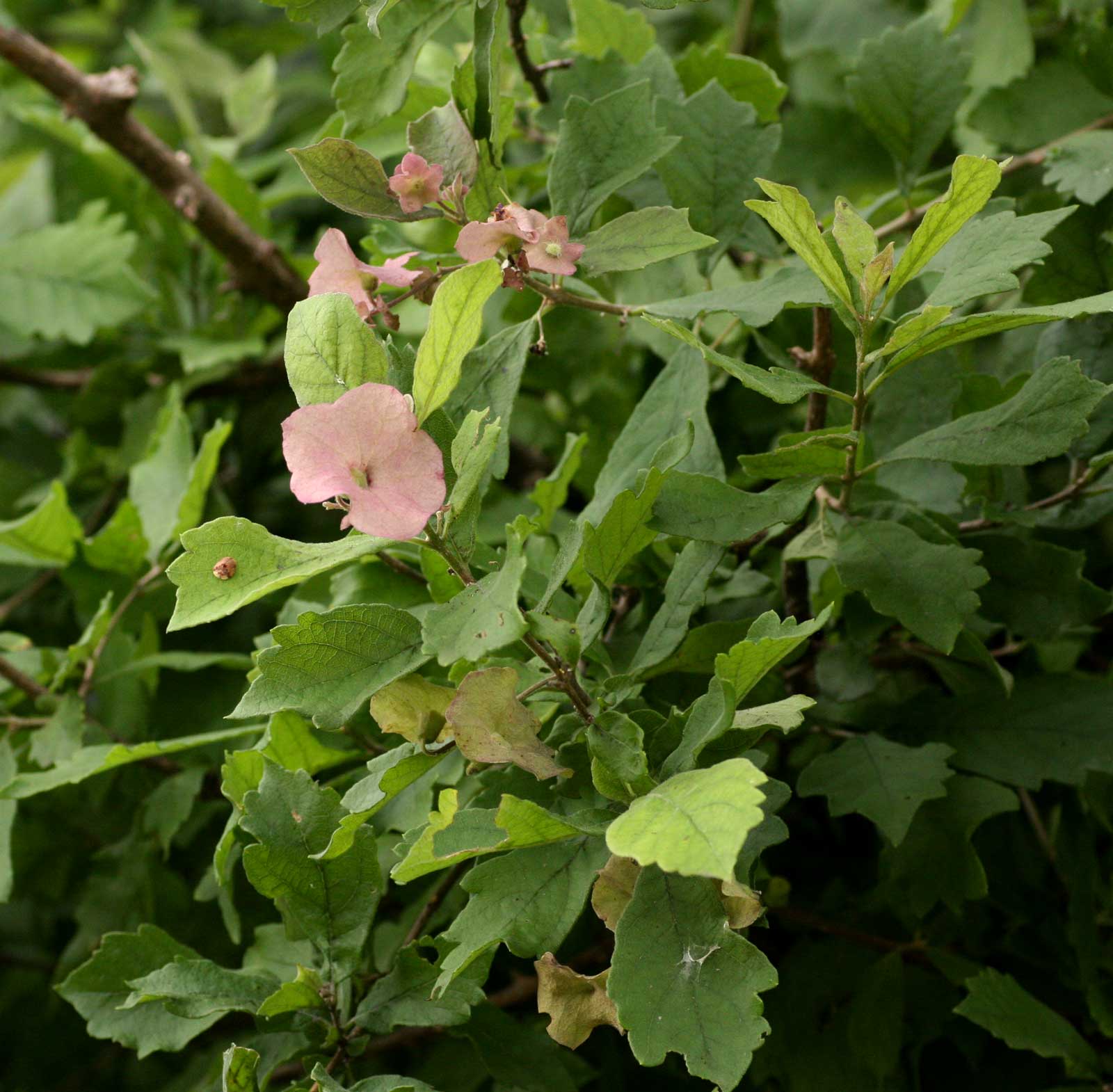 Karomia tettensis Karomia tettensis