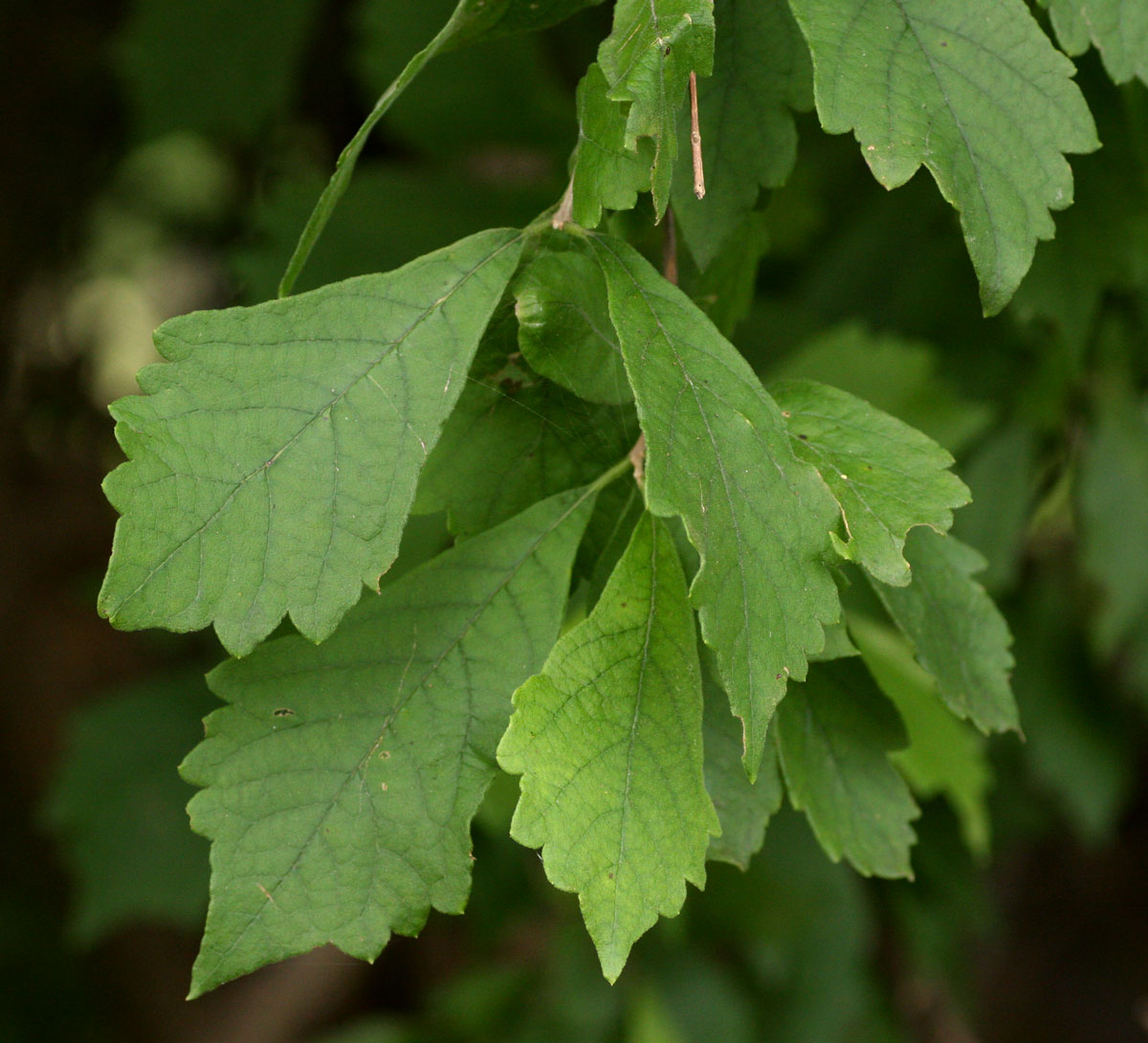 Karomia tettensis Karomia tettensis