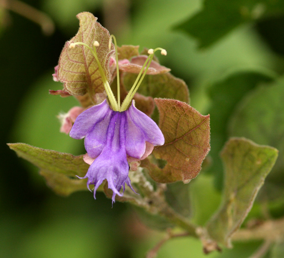 Karomia tettensis Karomia tettensis